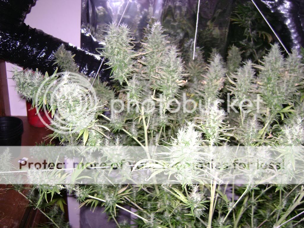 plantproblems083.jpg