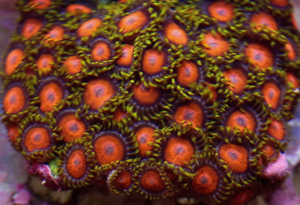 fish.jpg