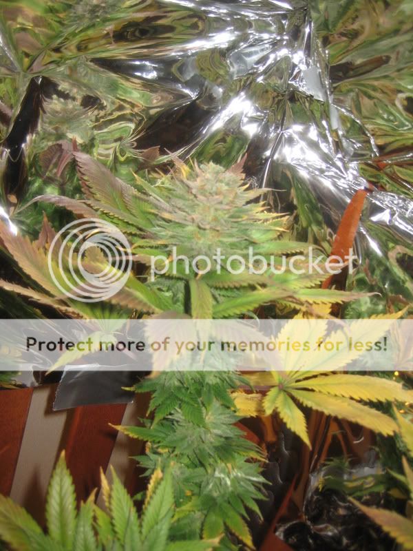 plants222.jpg