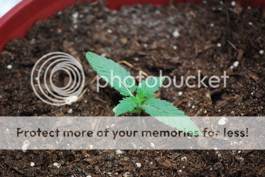 weednigga005.jpg