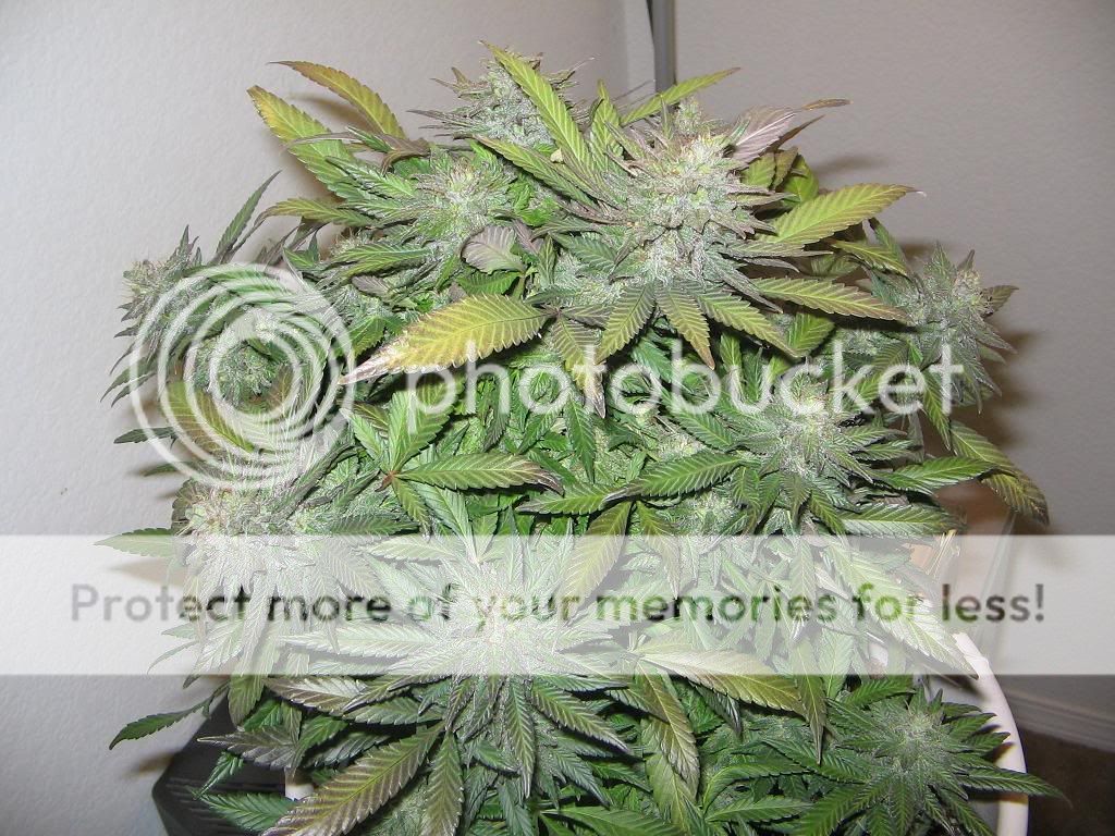 plantupdate005-sm.jpg