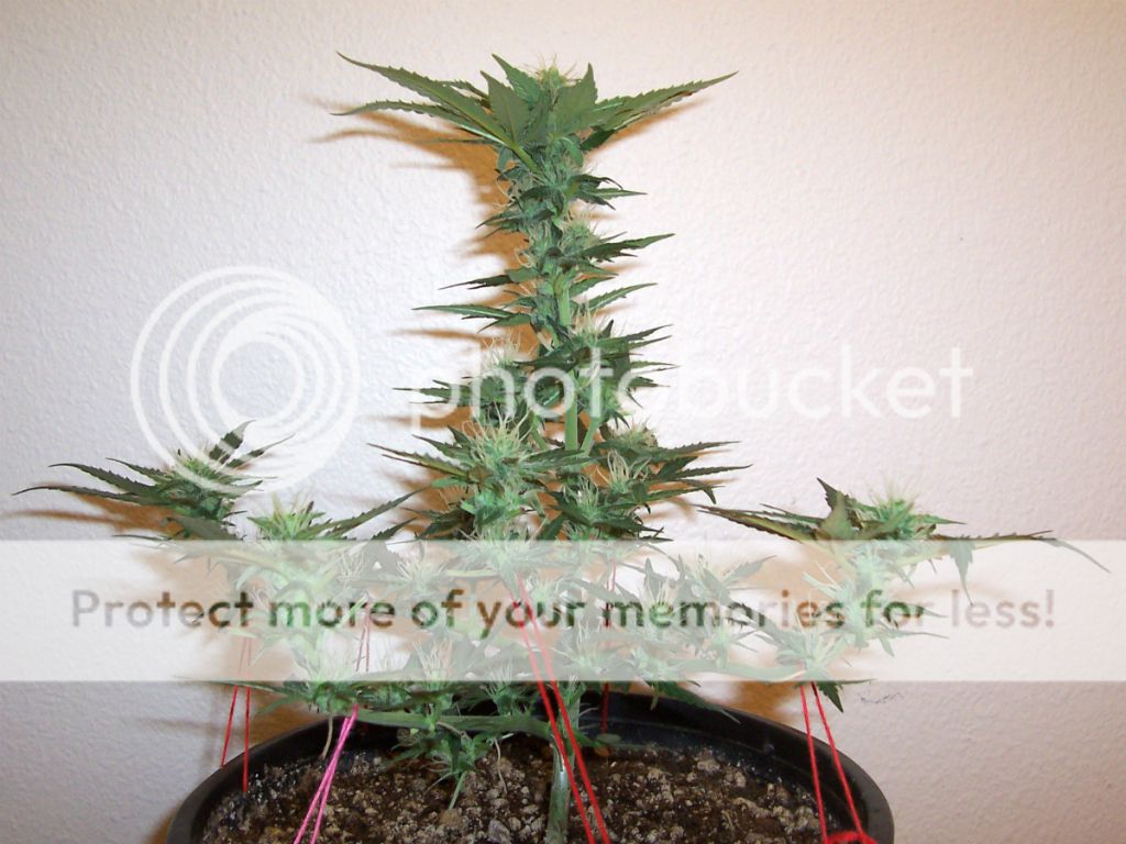 DAY44_PLANT2.jpg