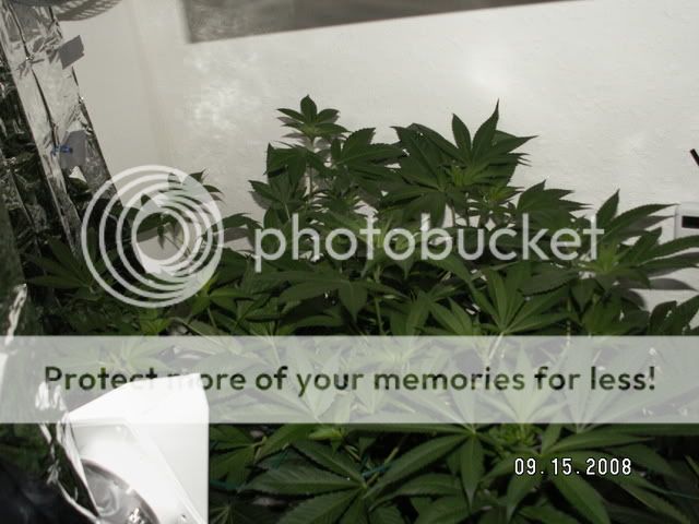 PICT0440.jpg