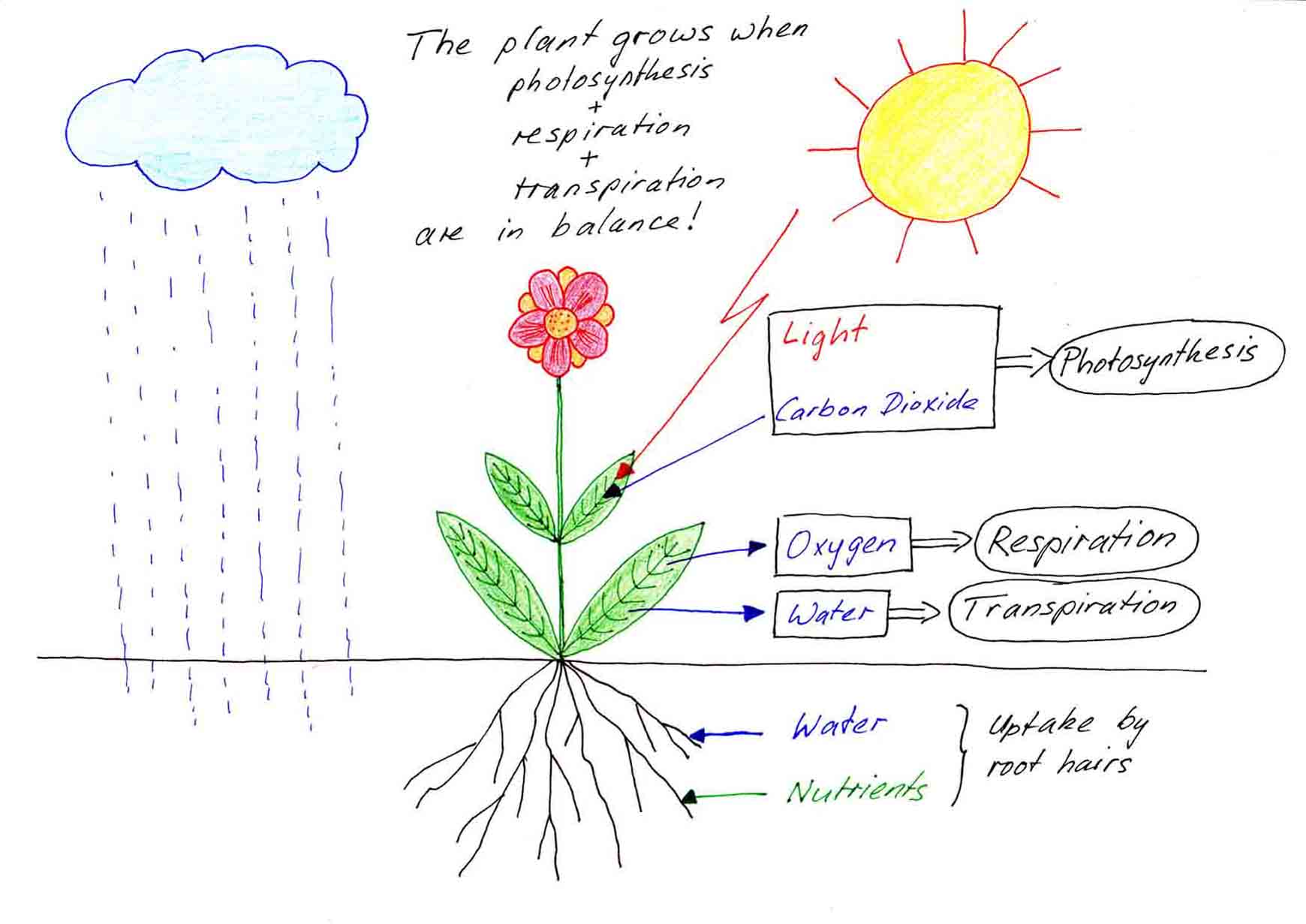 how-do-plants-grow.jpg