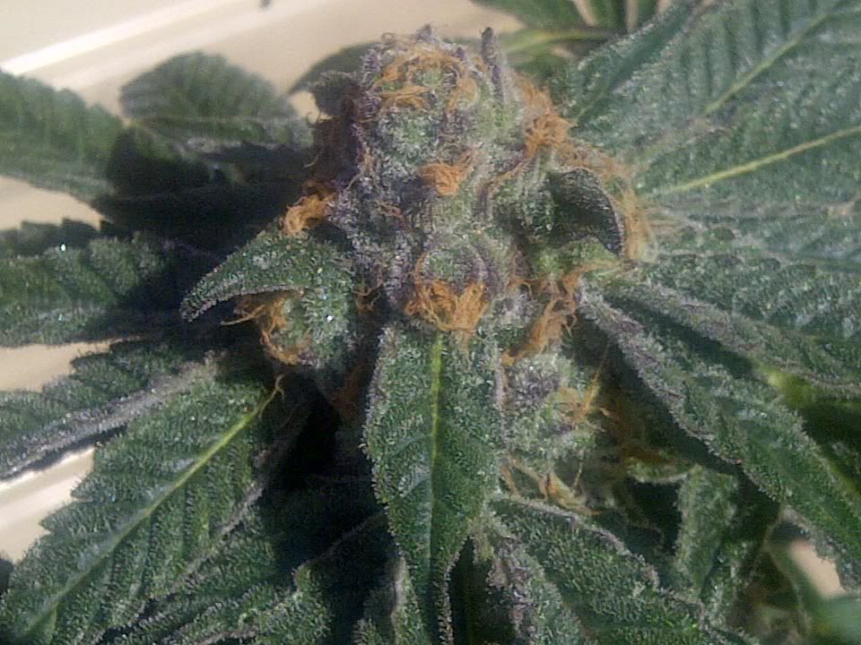 purp.jpg