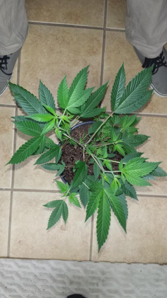 Sour-DTopView2_zps9fc38dc3.jpg