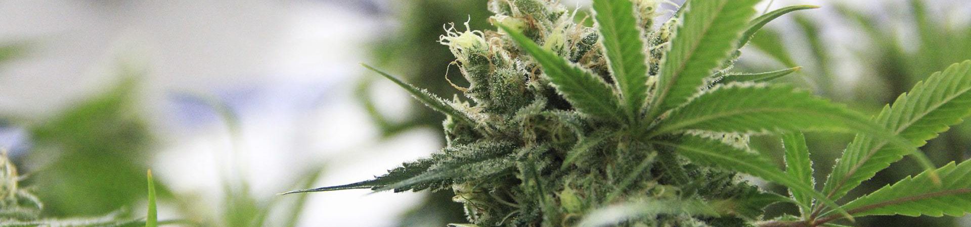 wayofleaf.com