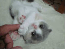 tumblr_mp263tZtwh1sppmago1_400.gif