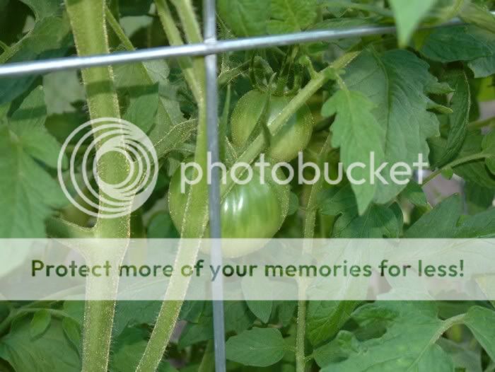 tomato_olderplant2__5-27.jpg