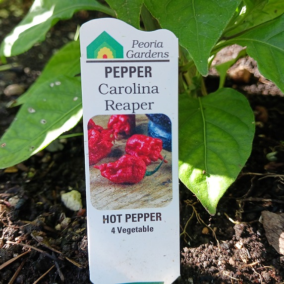 carolinareaper-B08282022.jpg