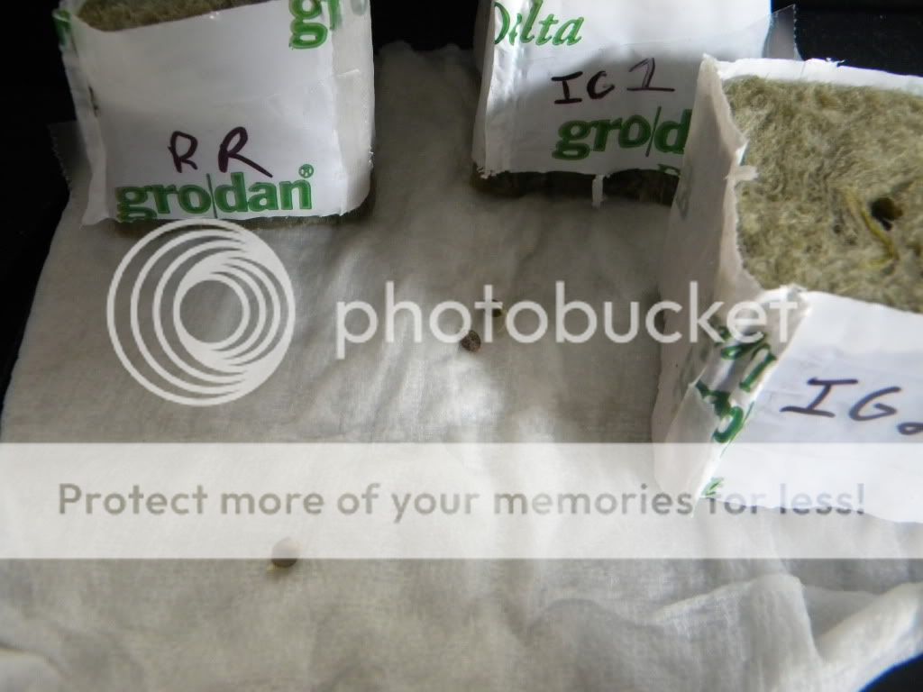 DSCN0838.jpg