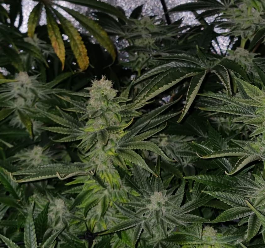stressedplant.jpg
