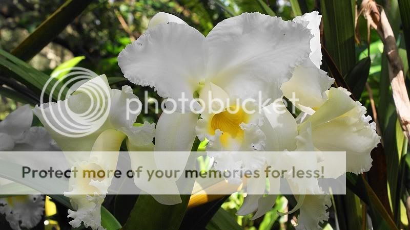 Orchidblooms2.jpg