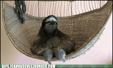 funny-animal-gifs-sup.gif