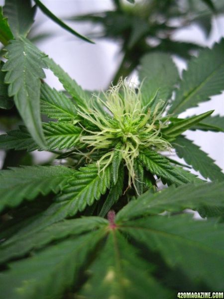 BB_CC_Grow_Update_Sep_13_22_.jpg
