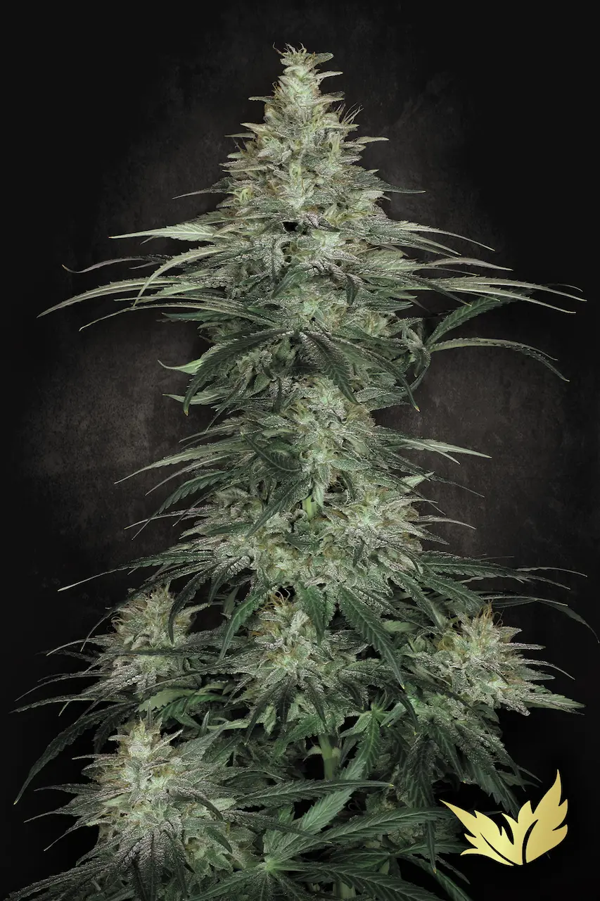 www.paradise-seeds.com