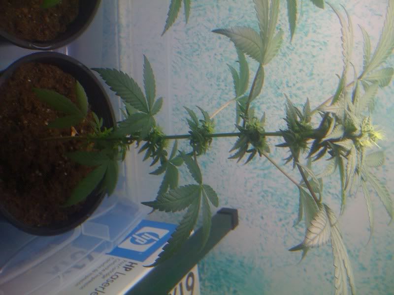 plant001.jpg