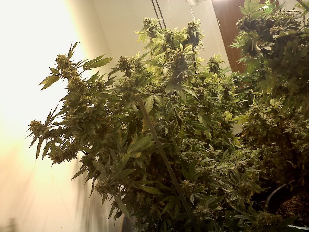 20110409203401.jpg