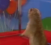 81513.gif