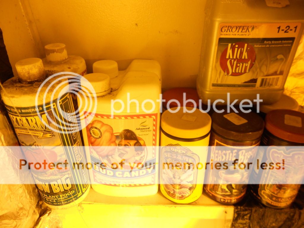 DSCN5303.jpg