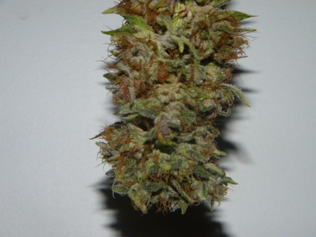 DSCN0619.jpg