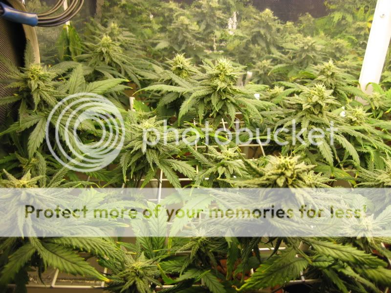 bluecheese2.jpg