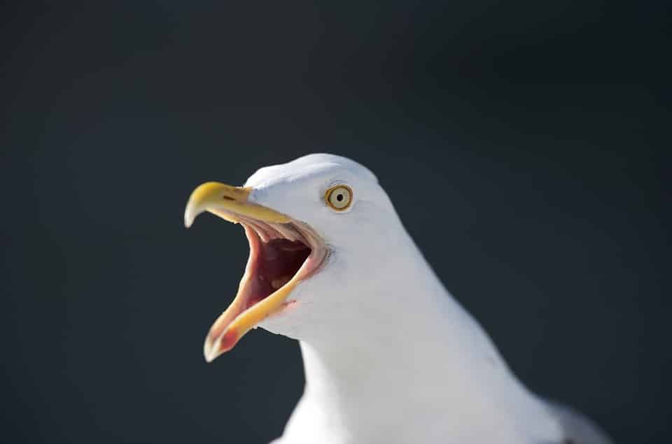 seagull