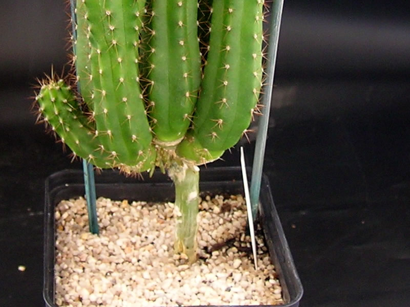 010343966-stem.jpg