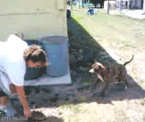 1252228507_dog-backflip.gif