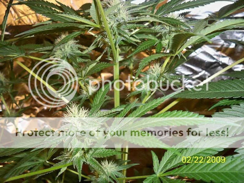 MYOGKUSH4.jpg
