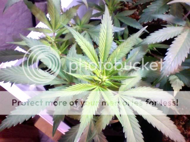 Photo75.jpg