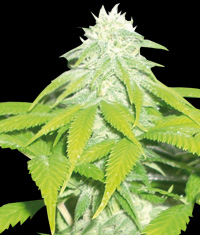 World_of_Seeds_Bank_-_Skunk_47.jpg