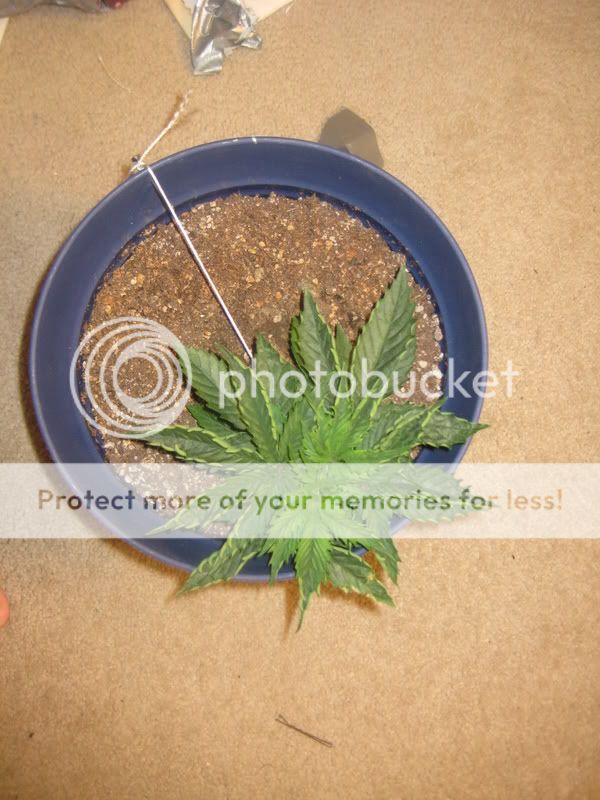 plants011.jpg