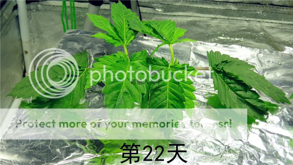 DSC03311__zpscwzlu5cf.jpg