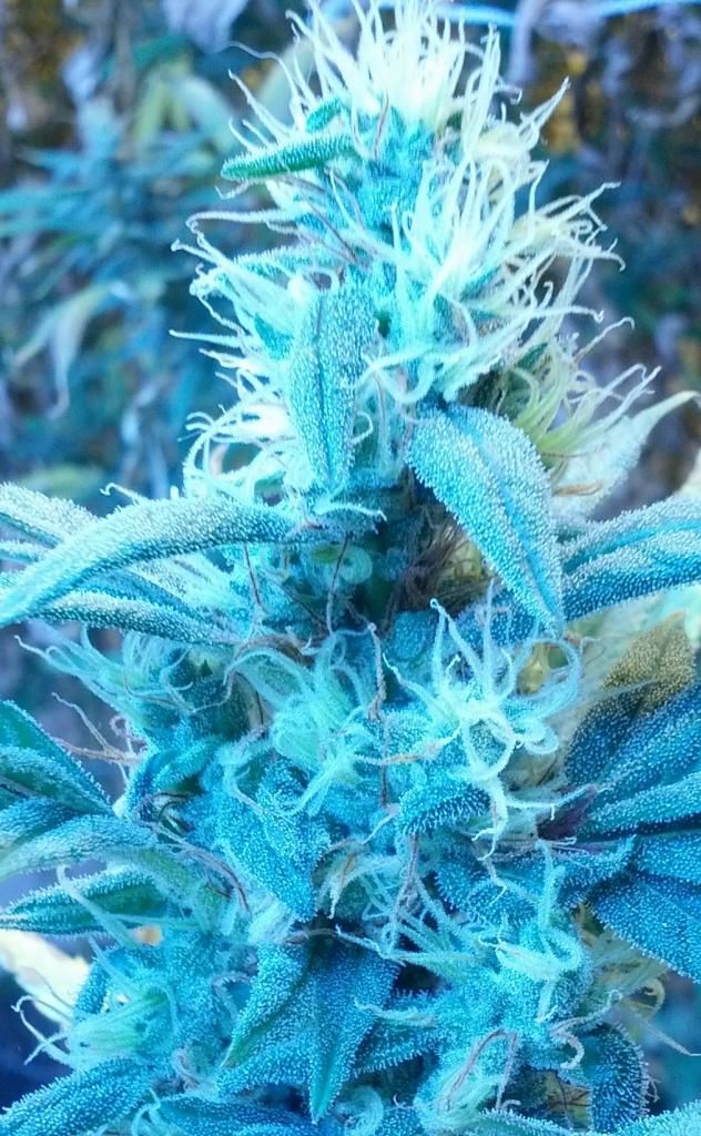Frost11-1_zps170d77aa.jpg