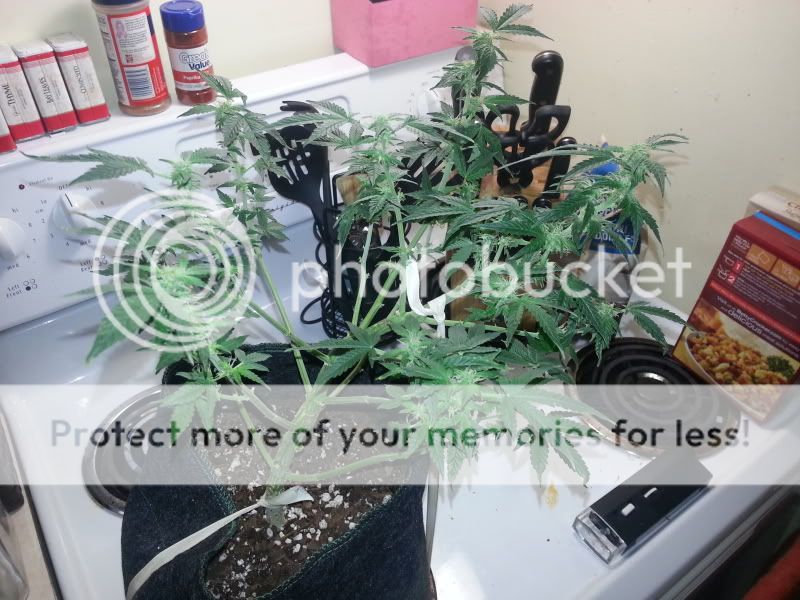 20130621_195622.jpg