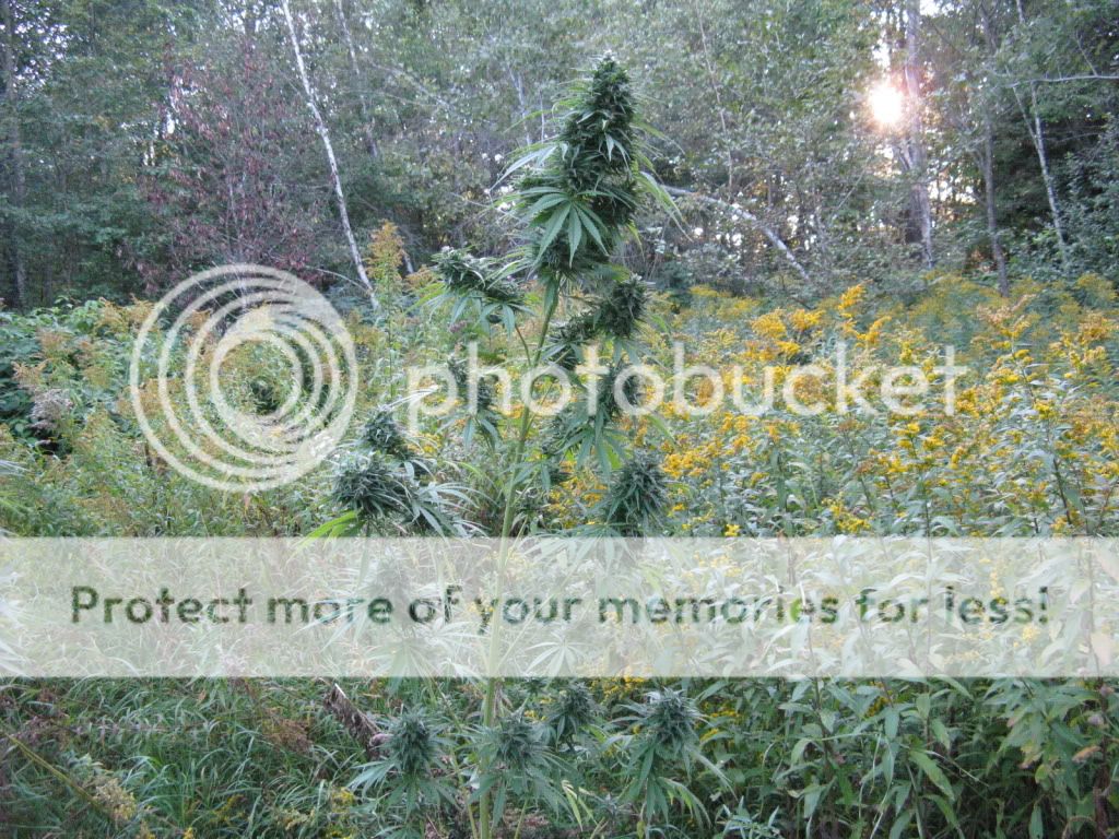 Photo135.jpg