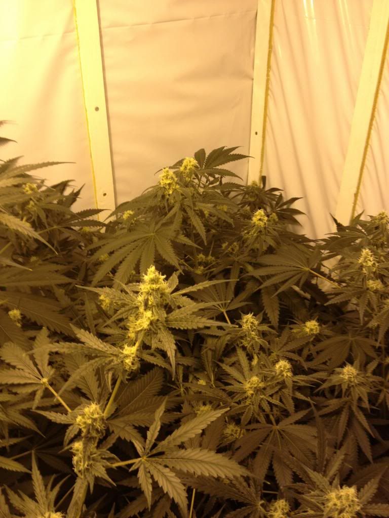 IMG_2625_zps92bb1cbc.jpg