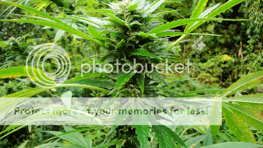 sourkush.png