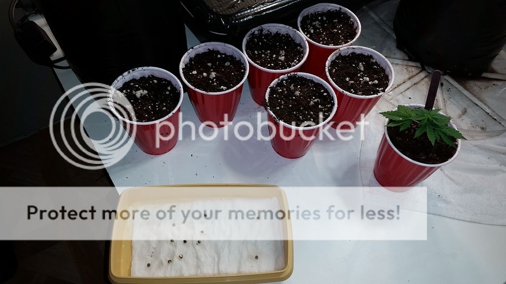 20151216_111047_zps2fxa1xia.jpg