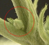 malepreflower.jpg