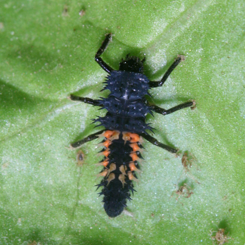 ladybug-larva.jpg