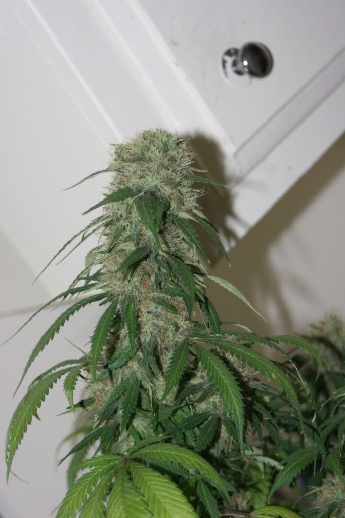 frosty008.jpg