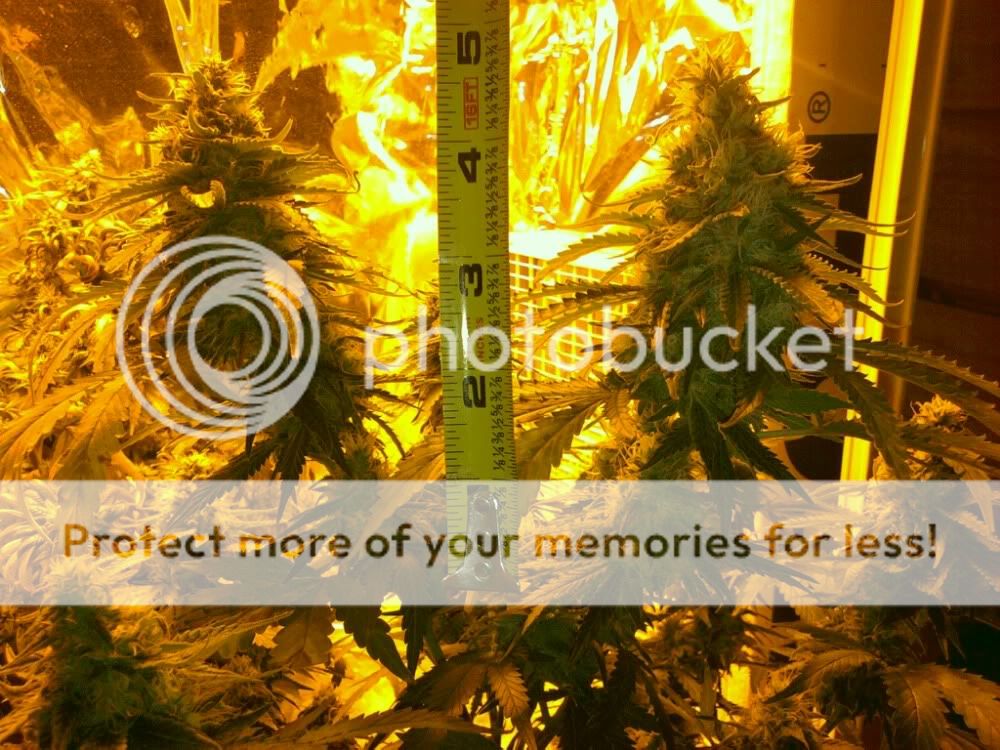 blackberrykushcolas.jpg