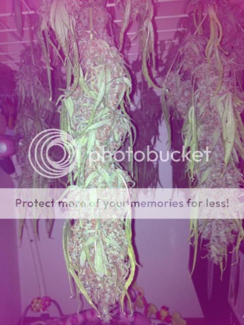 image_zps8a7208f5.jpg