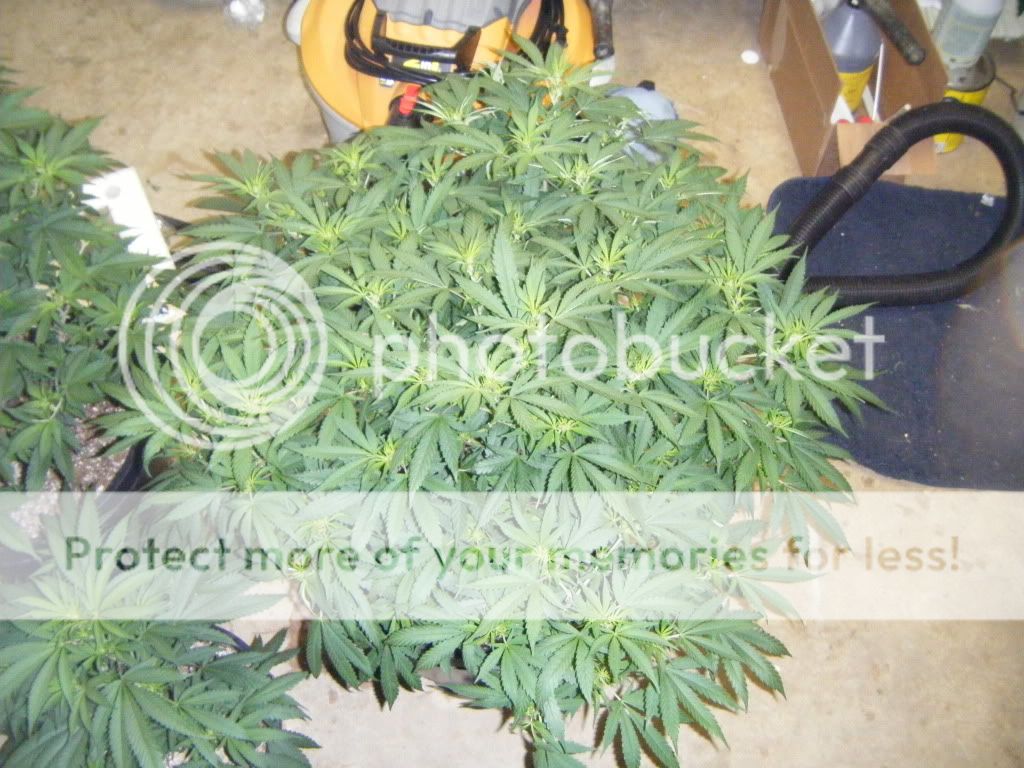 DSCF8204.jpg