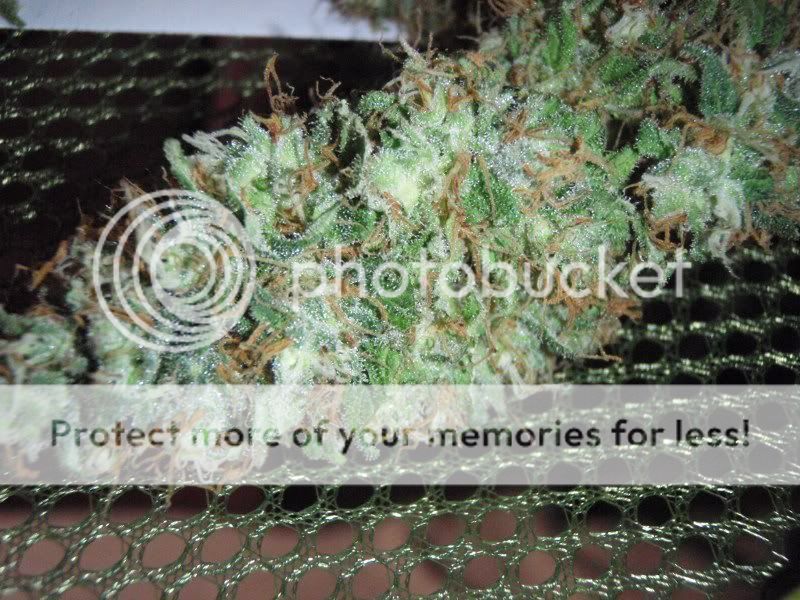 blhazeharvest1_800x600.jpg
