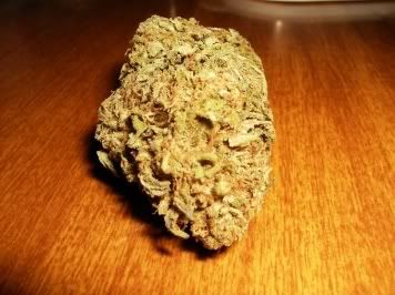 Bigbud.jpg