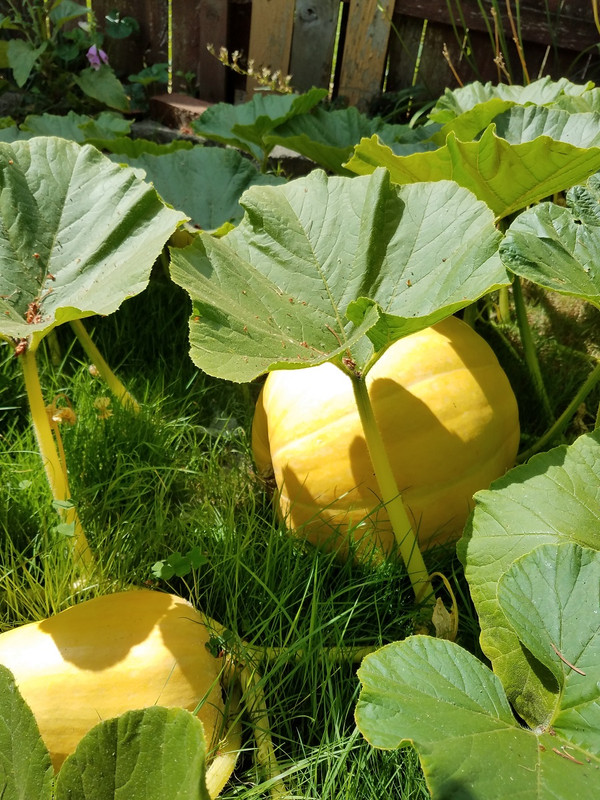720pumpkin.jpg