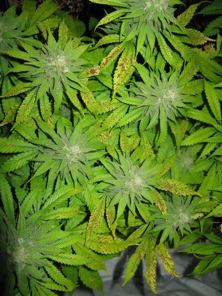 5weeksflowereing002.jpg